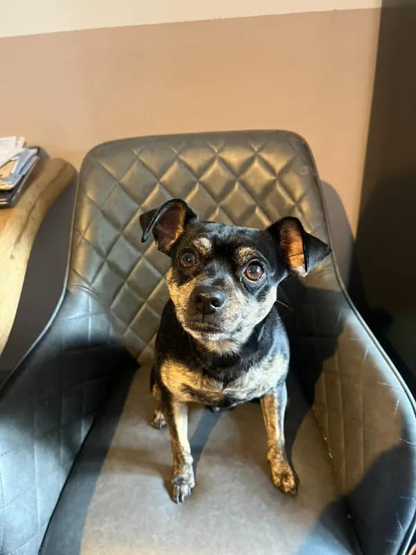 Chip