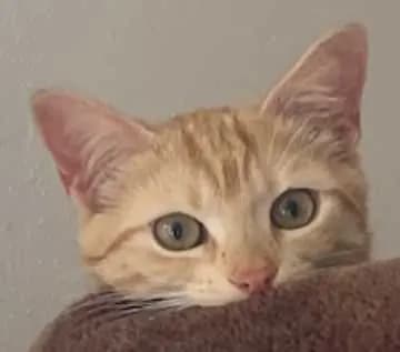Ernie