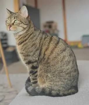 Struffi