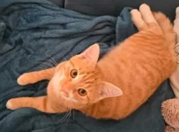 Fritzi