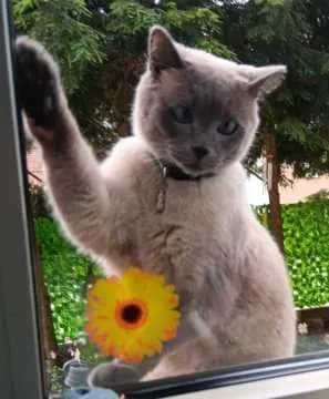 Koda