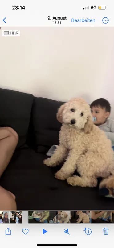 Snoopy