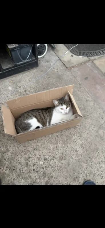 Simba