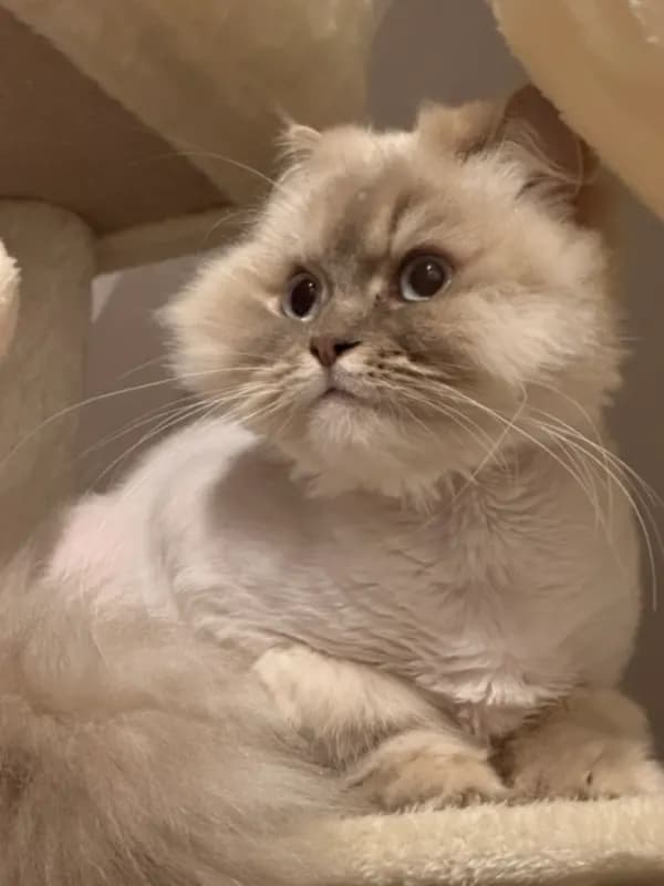 Kiki