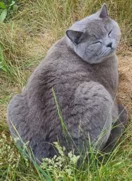 Simi