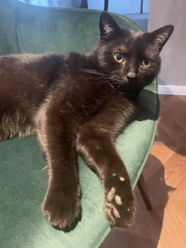 Pepito