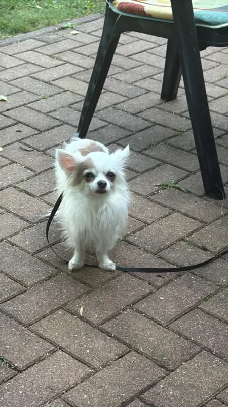 Willow