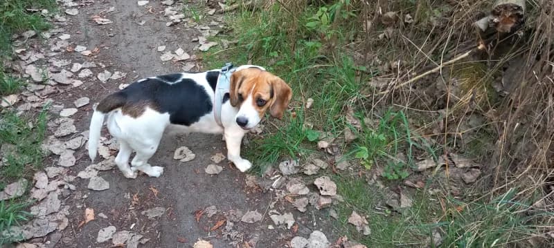 Juli