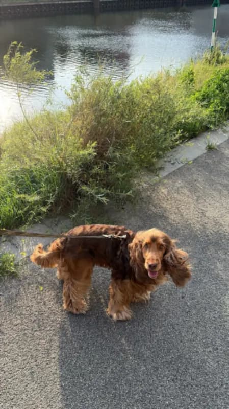 Albie