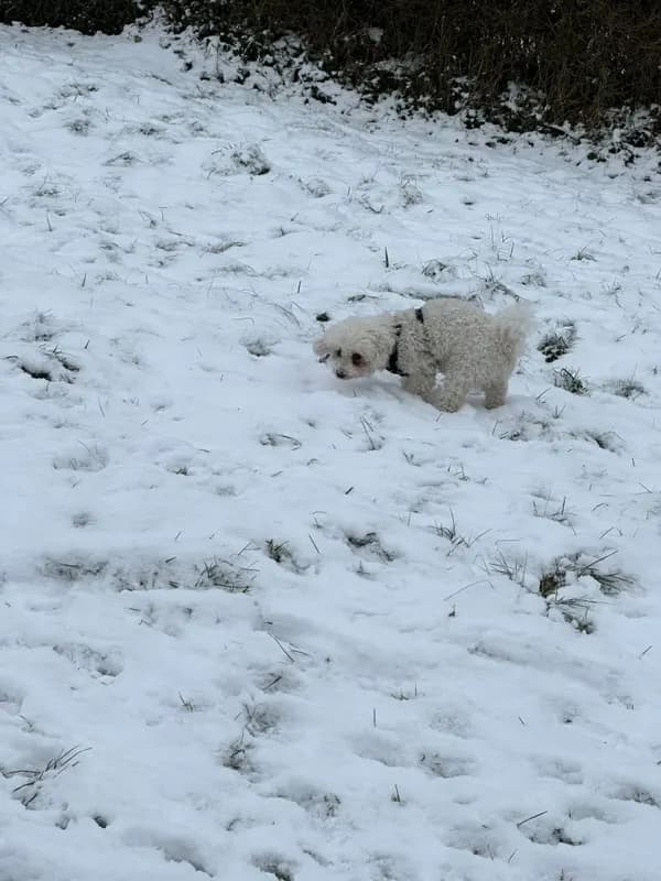 Daisy