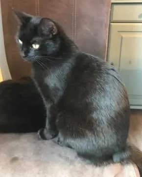 Tikki