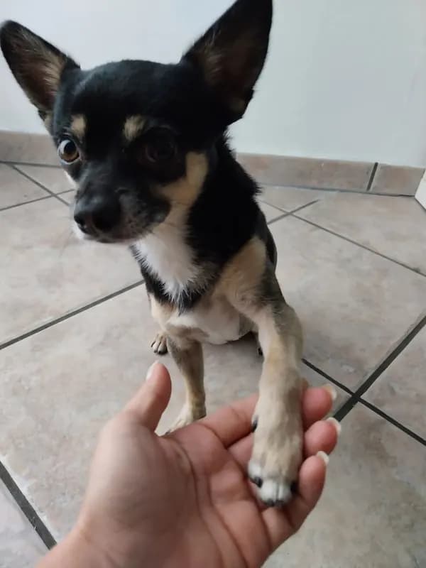 Jekyll
