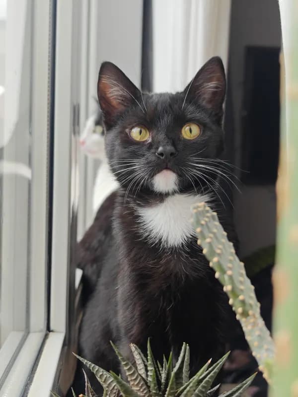 Kiki