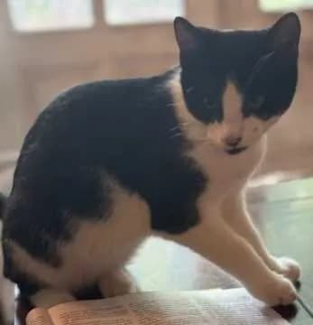 Miguel