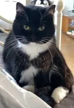 Oreo