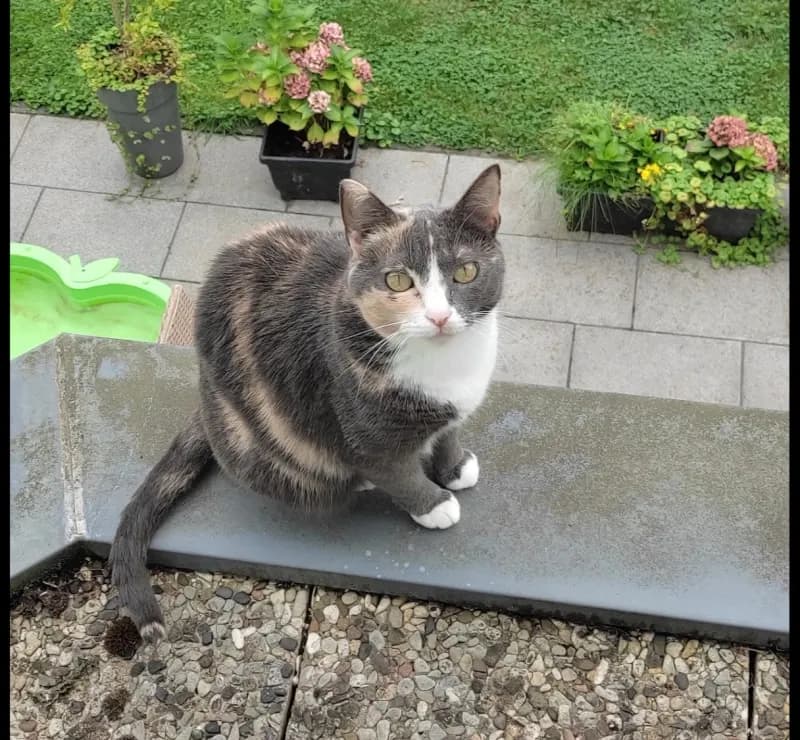 Kitty
