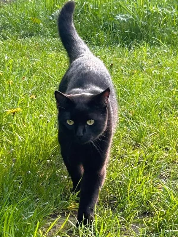 MATTEO
