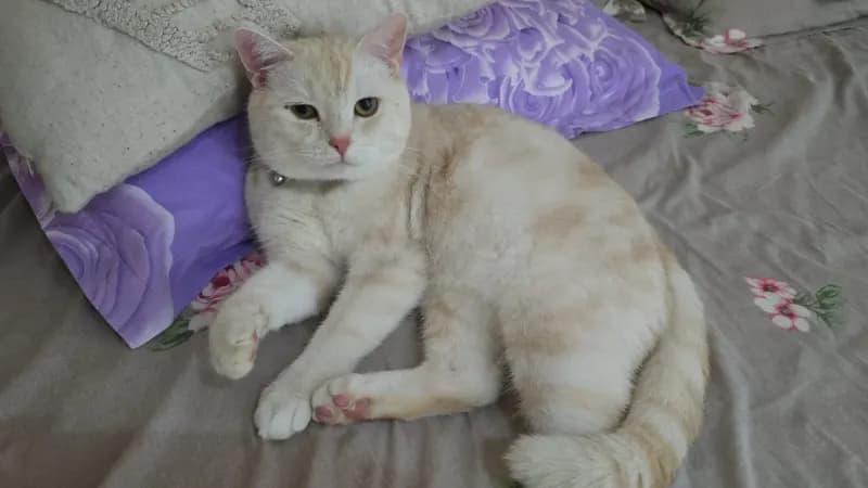 Tukku