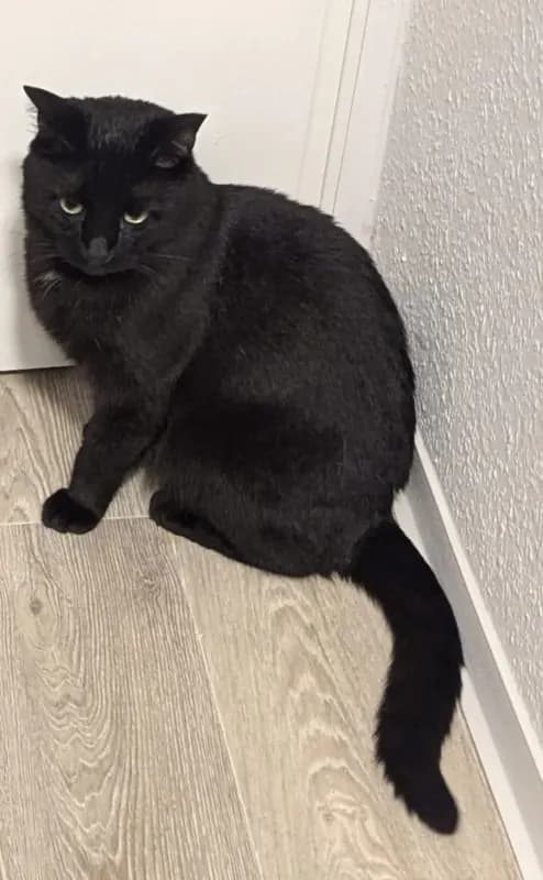 Loki