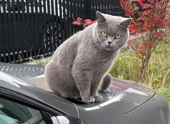 Balu
