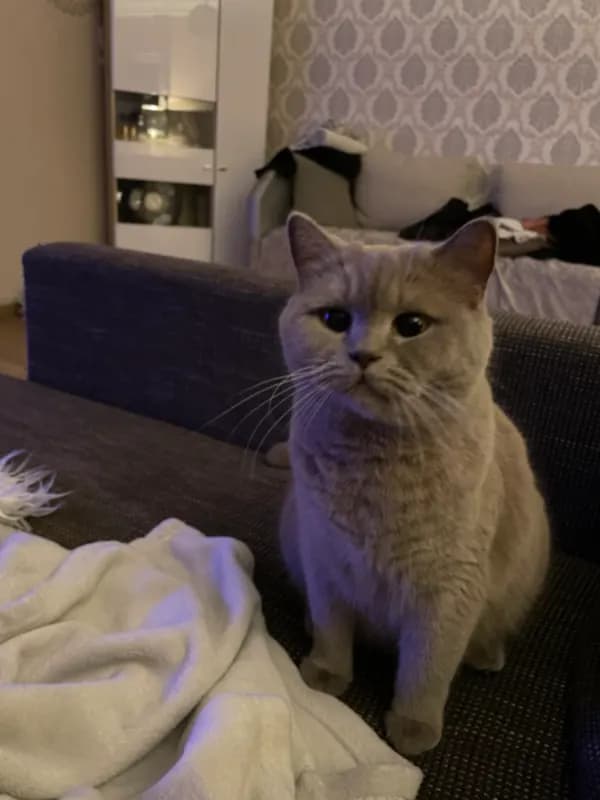 Nala