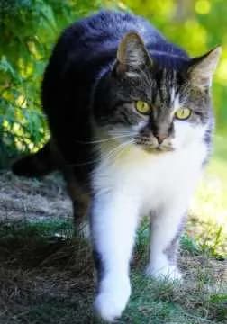 Kovu