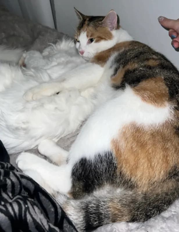 Bella