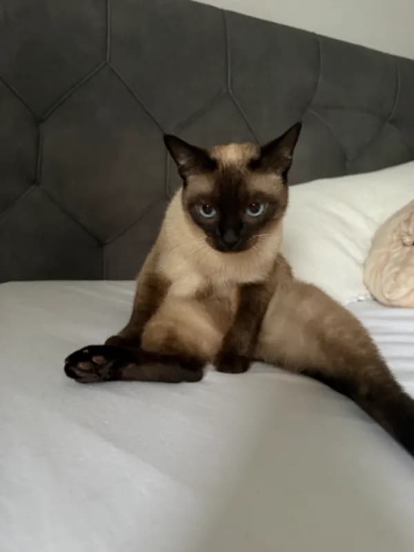 Minka