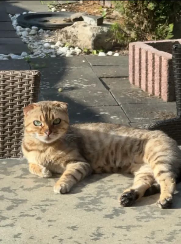 Pamuk