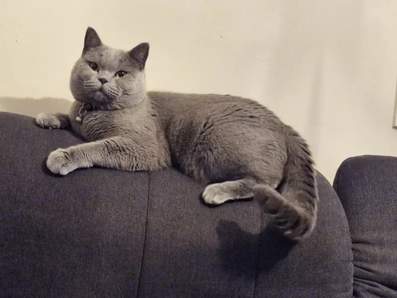 Max