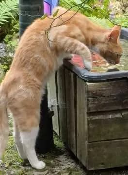 Tigger