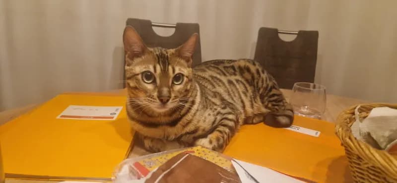 Leo