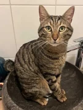 Millie Tiger