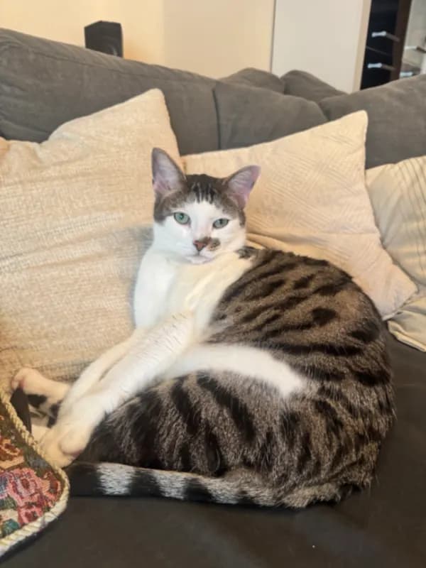 Kovu
