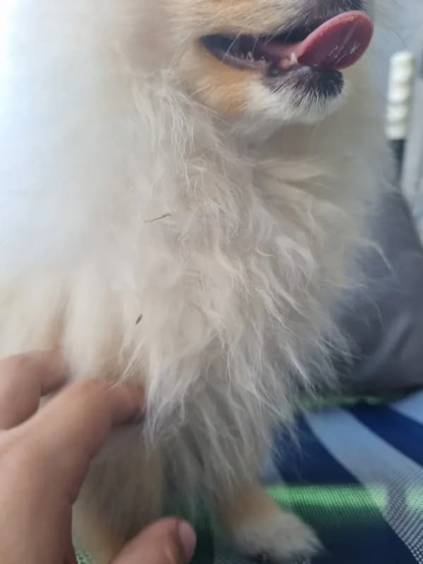 Maja