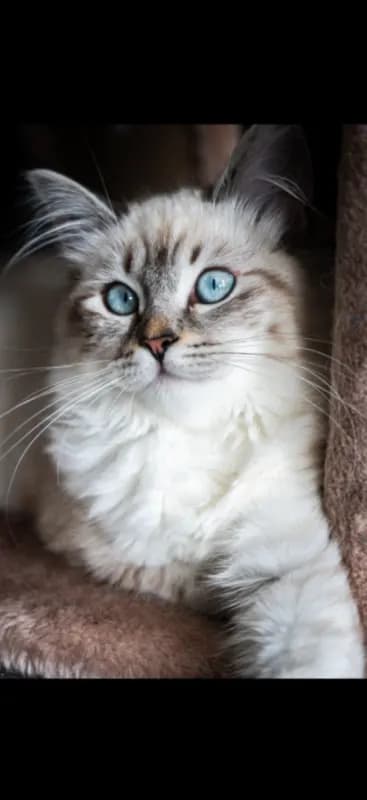 Bella