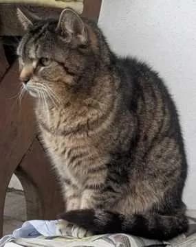 Mischka