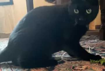 Minni