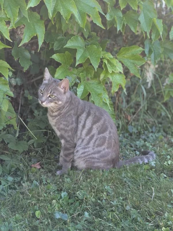 Pete