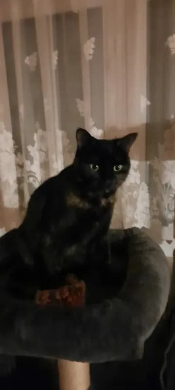 Mia