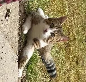 Leo