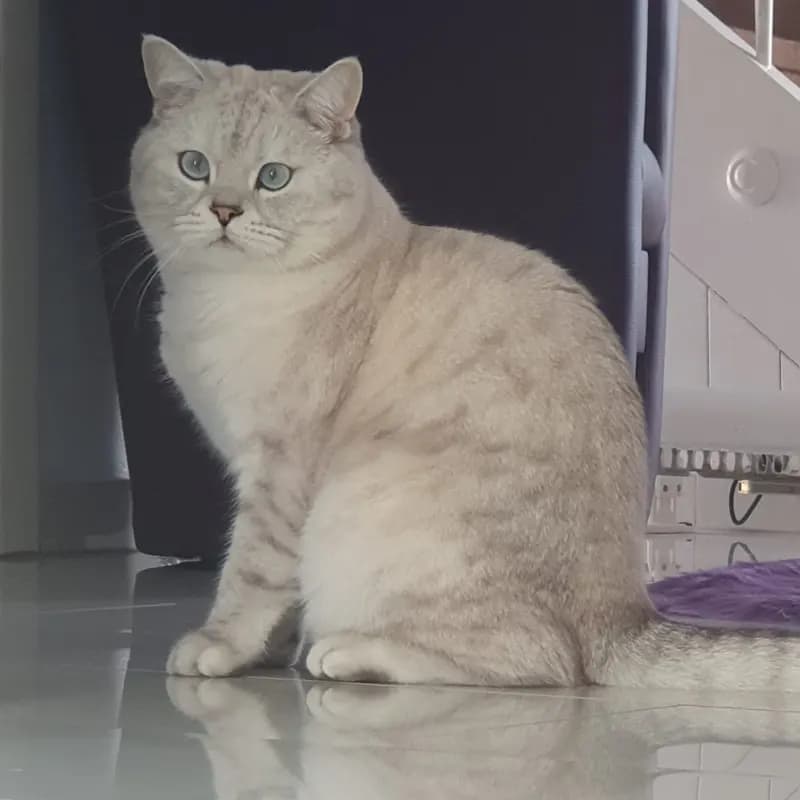 Romeo
