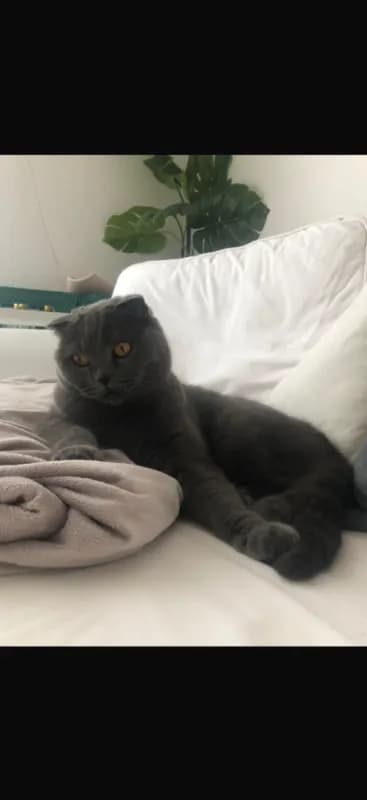 Filou