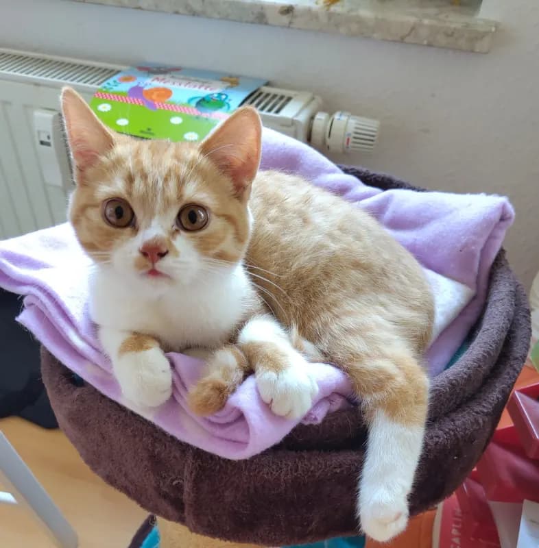 Tibbi