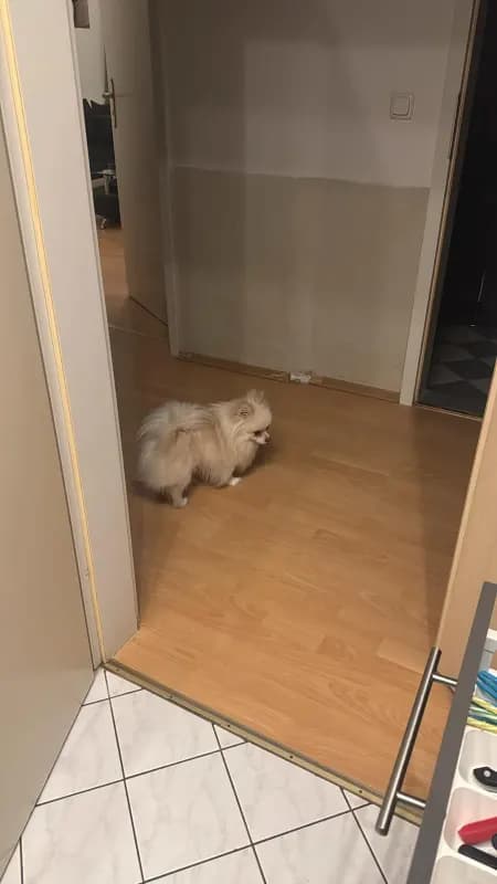 Bruno