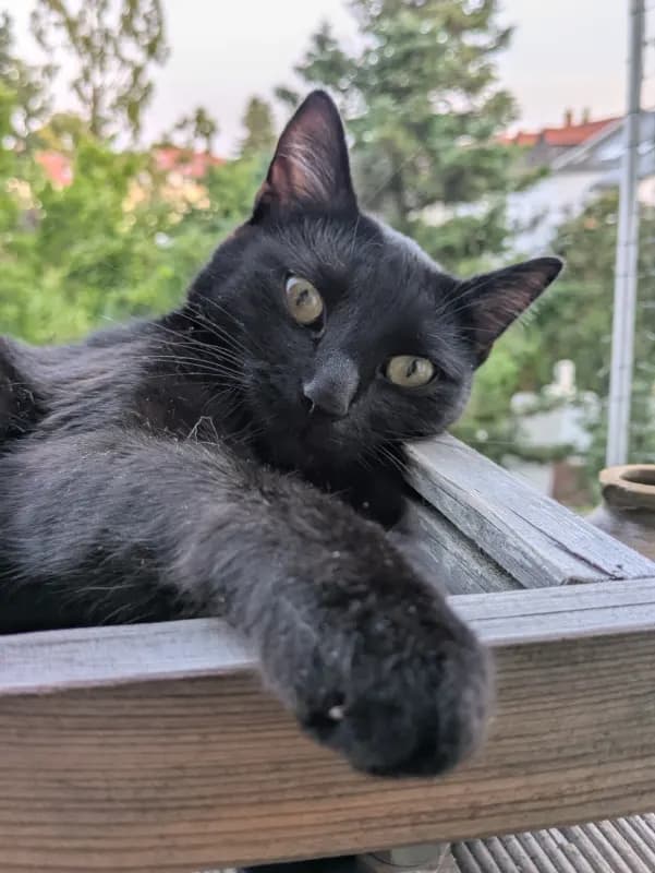 Maya