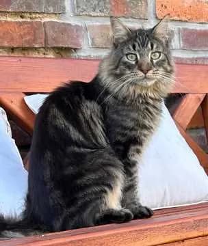 Otto