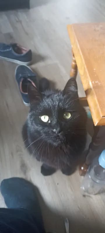 Avocato