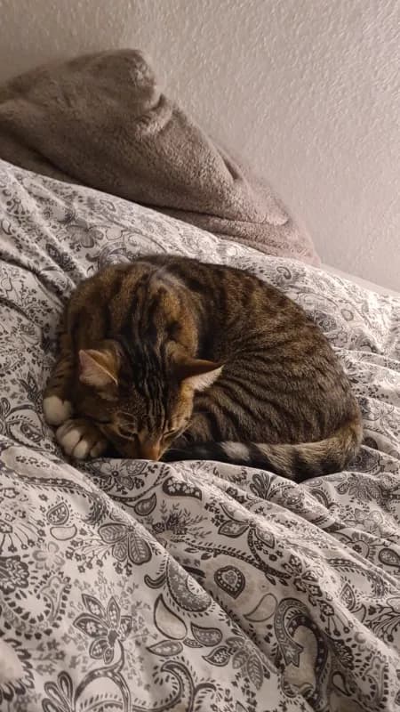 Rocky