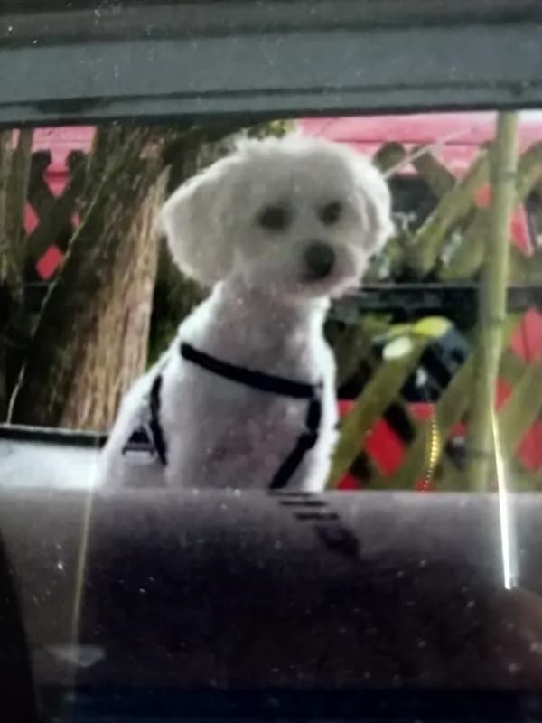 Lola